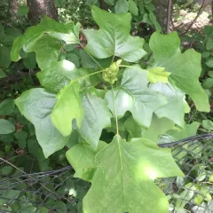 American tuliptree thumbnail 3