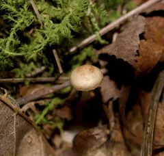 Blue-foot thumbnail 4