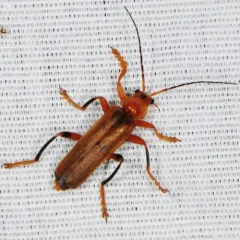 Cantharis livida thumbnail 2