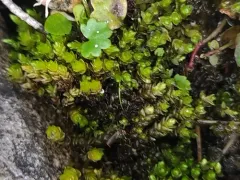 Bicoloured Bryum thumbnail 1
