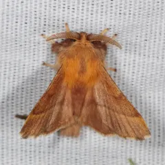 Forest Tent Caterpillar Moth thumbnail 4
