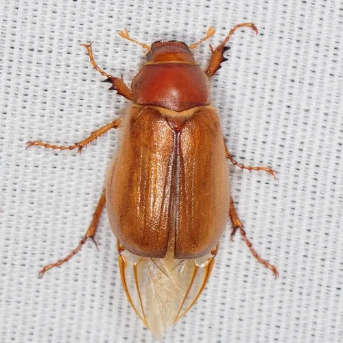 European Chafer