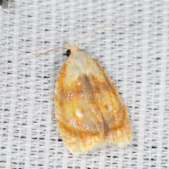Blueberry Leaftier Moth thumbnail 2