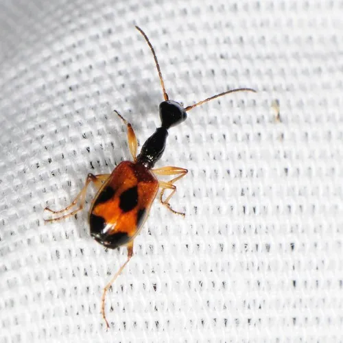 Long-necked Ground Beetle