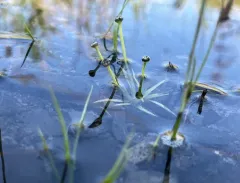 Parker's pipewort thumbnail 3