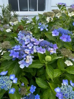 Mountain Hydrangea thumbnail 2
