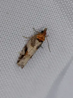 Epinotia signiferana thumbnail 4
