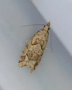 Epinotia subviridis thumbnail 4
