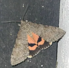 Joined Underwing Moth thumbnail 3