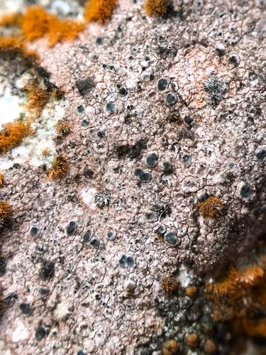 Hymenelia heteromorpha
