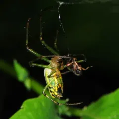 Orchard Orbweaver thumbnail 1