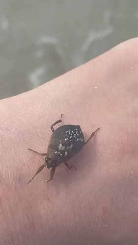 Belostoma testaceum