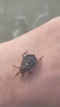 Belostoma testaceum thumbnail 1