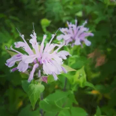 wild bergamot thumbnail 4