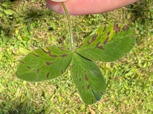 Cercospora leaf spot on Clover