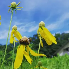 grey-headed coneflower thumbnail 2