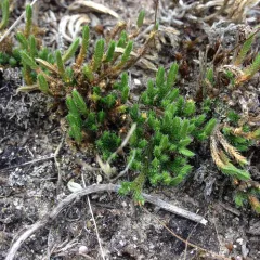 rock spikemoss thumbnail 3
