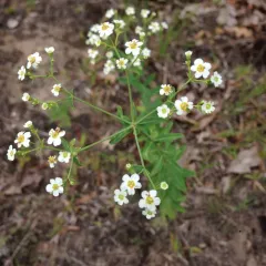 flowering spurge thumbnail 2
