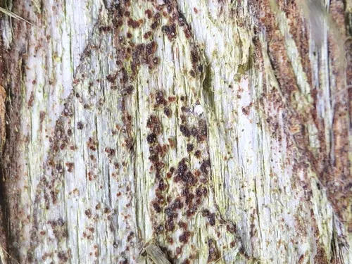 Arthonia helvola