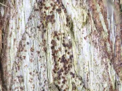Arthonia helvola thumbnail 1