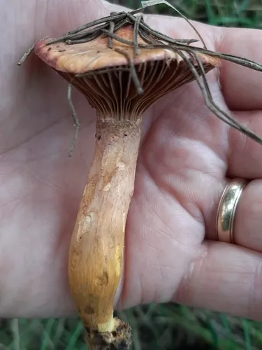 Chroogomphus purpurascens