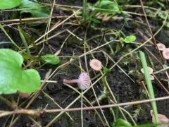 rosy navel thumbnail 2