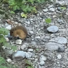 Northern Pacific Jumping Mouse thumbnail 4