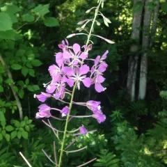 fireweed thumbnail 2