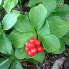 Canadian bunchberry thumbnail 3