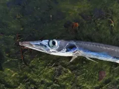 Ribbon Barracudina thumbnail 2