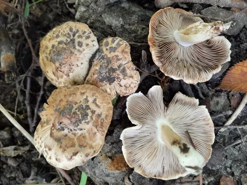 Inocybe dulciolens