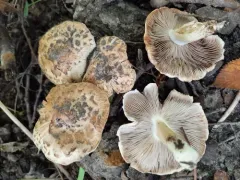 Inocybe dulciolens thumbnail 1