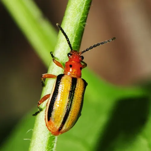 Three-lined Potato Beetle