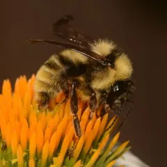 California Bumble Bee thumbnail 2