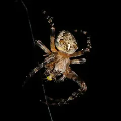 Nordmann's Orbweaver thumbnail 3