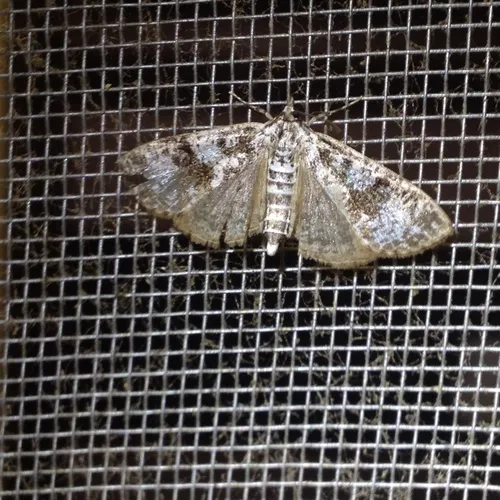 Splendid Palpita Moth