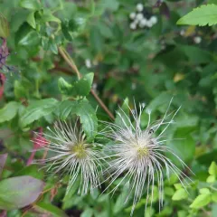 Orange-peel Clematis thumbnail 5