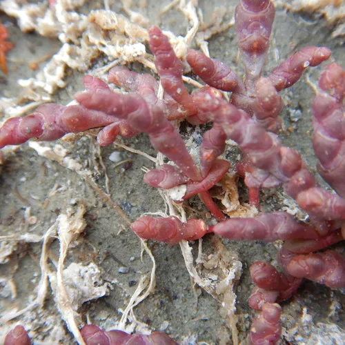 Boreal Saltwort
