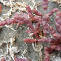 Boreal Saltwort thumbnail 1