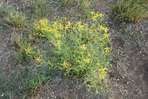 Broom-like Ragwort