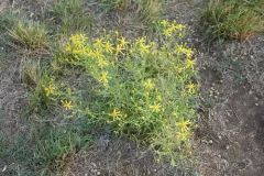 Broom-like Ragwort thumbnail 1