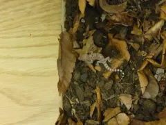 Mediterranean House Gecko thumbnail 2