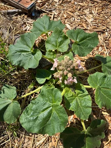 common devil's-claw