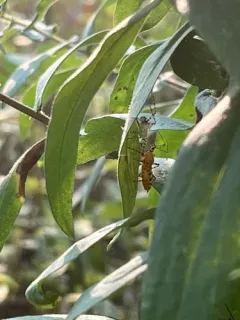 Orange Assassin Bug thumbnail 4