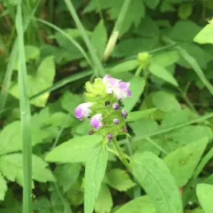 common selfheal thumbnail 4