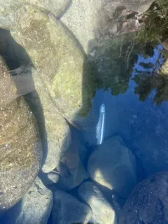 Topsmelt Silverside thumbnail 3