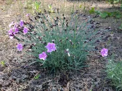 Garden Pink thumbnail 3
