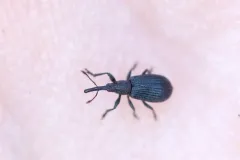 Stenopterapion meliloti thumbnail 1