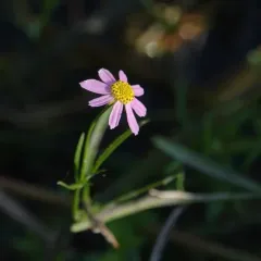 Rose Coreopsis thumbnail 4