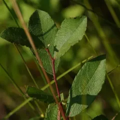 Rusty Willow thumbnail 2